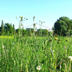 © KI Grundstück Neunkirchen a. Br.