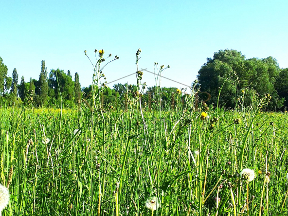 © KI Grundstück Neunkirchen a. Br.