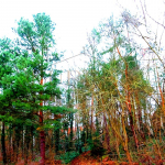 © KI Grundstück Bubenreuth